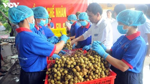 Hàng chục tấn nhãn Việt đến Úc